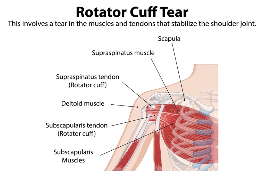 Rotator Cuff Muscles Anatomy Of The Shoulder